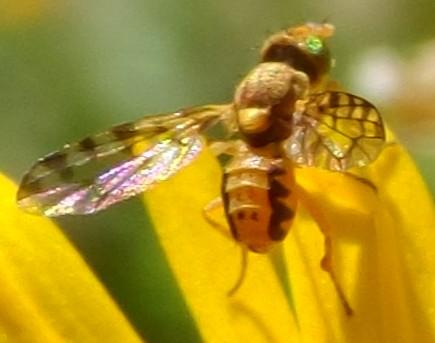 Myopites apicatus